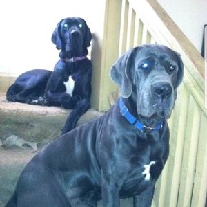 Meet your Posher, Adrian